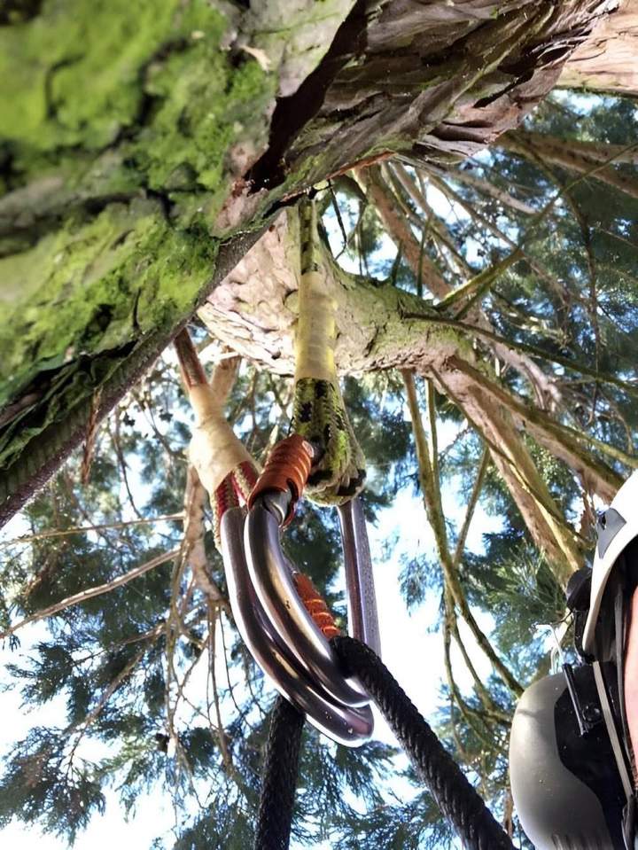 Élagage et abattage sécurisés pour la santé de vos arbres